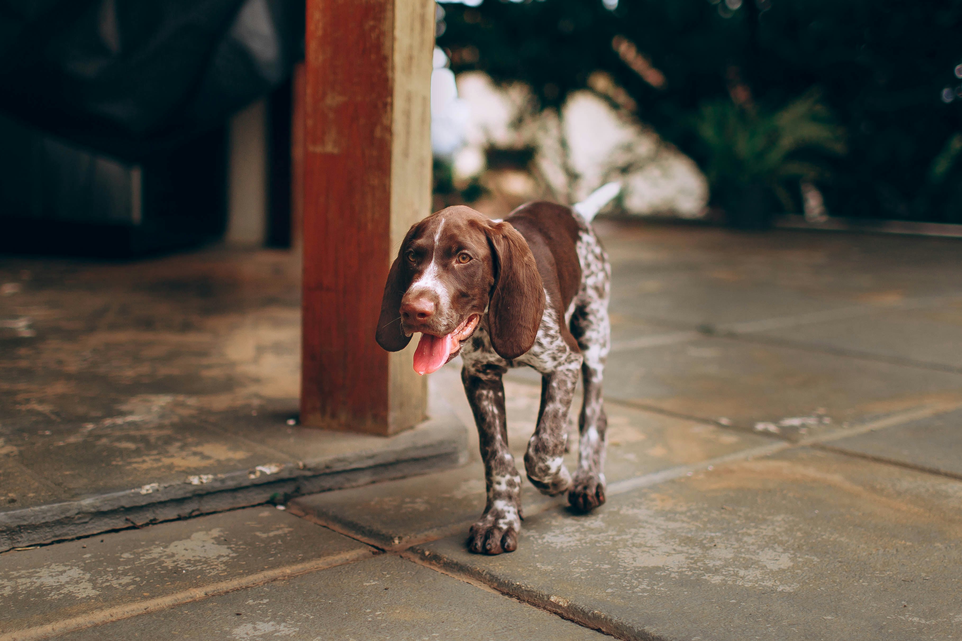 brown and white short coated dog walking on sidewalk during daytime